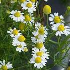 CHOMALI FLOWER